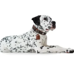 Hunter Cody 40 Mørkebrun Cognac hundehalsbånd - 29-35 cm