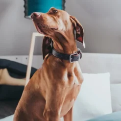 Hunter Cody 65 Mørkebrun Cognac hundehalsbånd - 50-56 cm