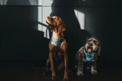 Hunter Divo hundesele L lyseblå/grå just mave 72-100 cm - Stabil kontrol og høj komfort