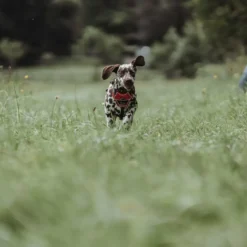 Hunter Divo hundesele L rød/grå just mave 72-100 cm - Kraftig støtte og komfort