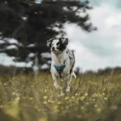 Hunter Divo hundesele M lyseblå/grå just mave 56-73 cm - Stabil pasform og aktiv komfort