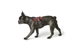 Hunter Divo hundesele M rød/grå just mave 56-73 cm - Stabil pasform og aktiv komfort
