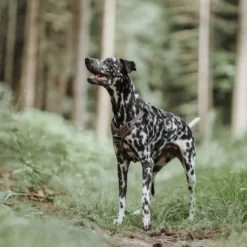 Hunter Divo hundesele S brun/grå just mave 45-56 cm - Samlet komfort og kontrol