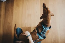 Hunter Divo hundesele S lyseblå/grå just mave 45-56 cm - Let kontrol og høj komfort