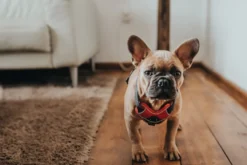 Hunter Divo hundesele S rød/grå just mave 45-56 cm - Smidig pasform og stabil kontrol