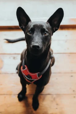 Hunter Divo hundesele S rød/grå just mave 45-56 cm - Smidig pasform og stabil kontrol