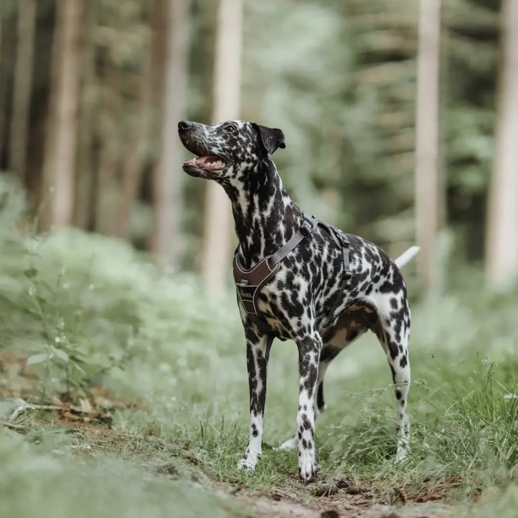 Hunter Divo hundesele XS brun/grå just mave 34-47 cm - Let pasform til små hunde