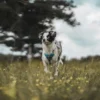 Hunter Divo hundesele XS lyseblå/grå just mave 34-47 cm - Let pasform og høj komfort