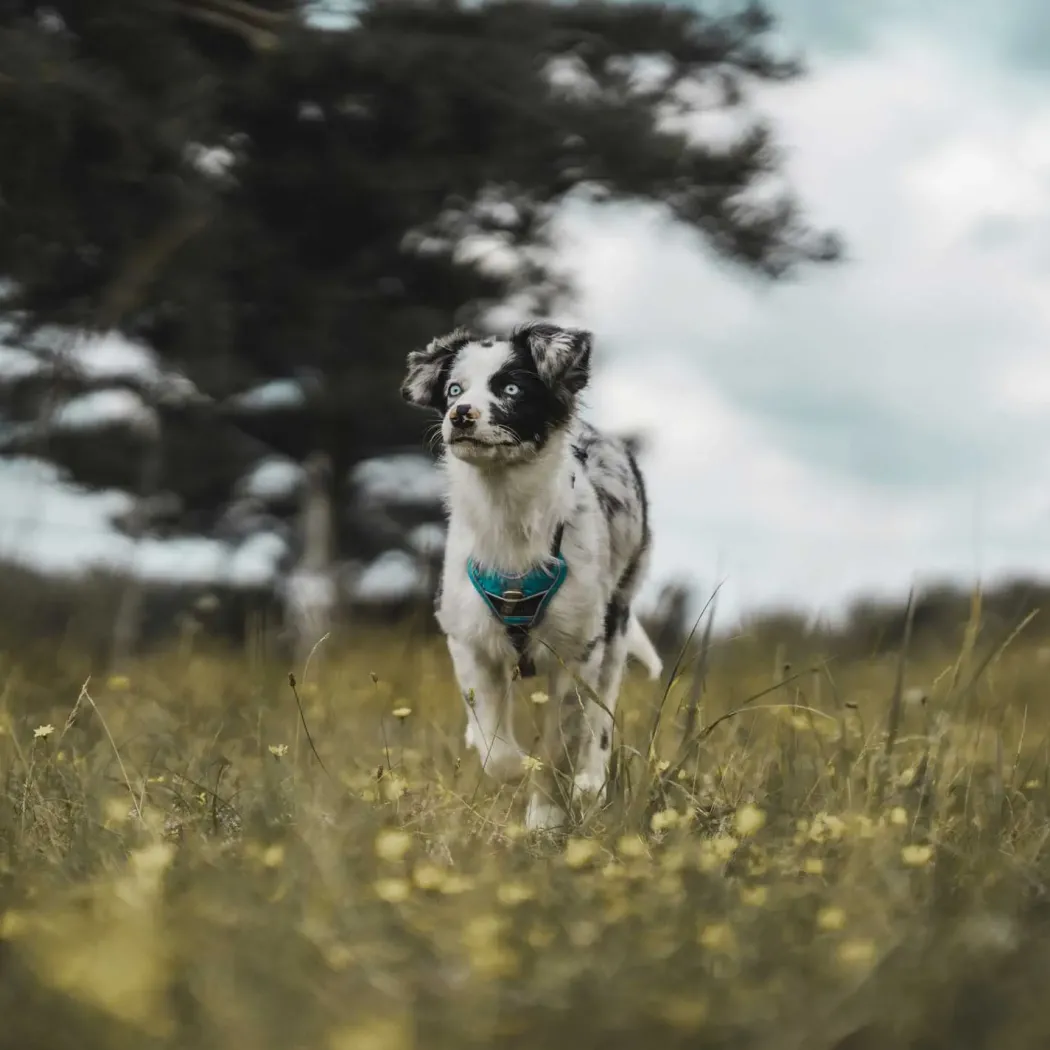 Hunter Divo hundesele XS lyseblå/grå just mave 34-47 cm - Let pasform og høj komfort
