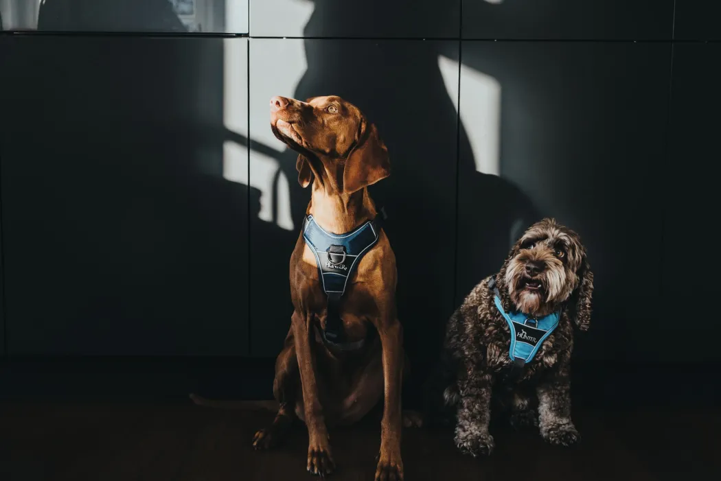 Hunter Divo hundesele XS lyseblå/grå just mave 34-47 cm - Let pasform og høj komfort