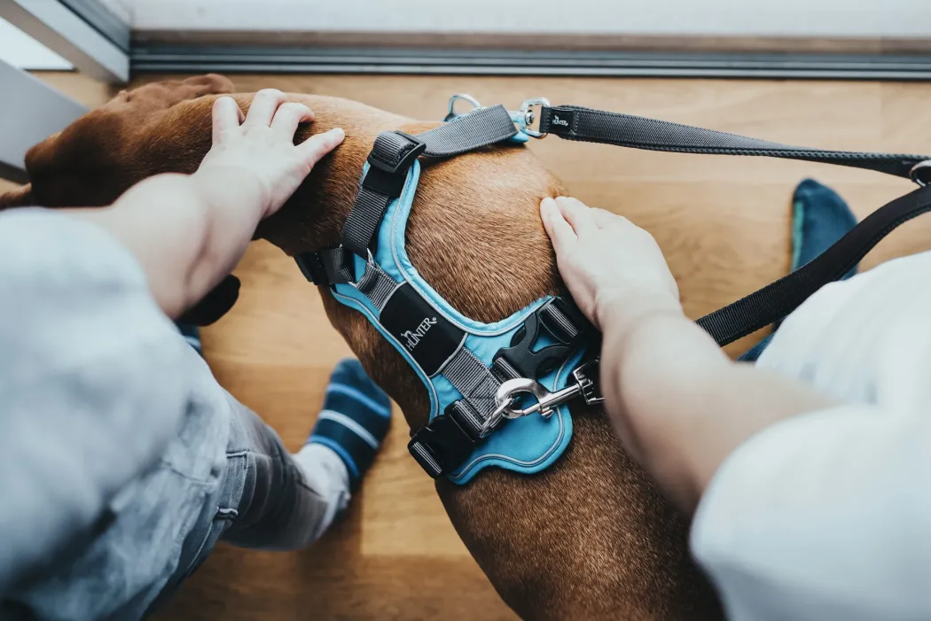 Hunter Divo hundesele XS lyseblå/grå just mave 34-47 cm - Let pasform og høj komfort