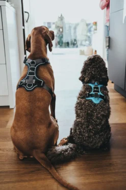 Hunter Divo hundesele XS lyseblå/grå just mave 34-47 cm - Let pasform og høj komfort