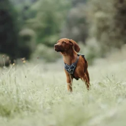 Hunter Divo hundesele XS petrol/grå just mave 34-47 cm - Stabil pasform og synlig sikkerhed