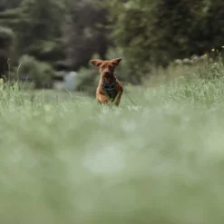 Hunter Divo Up hundesele L petrol/grå just mave 72-100 cm - Stabil kontrol og komfort