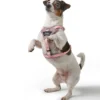 Hunter Divo Up hundesele L-XL lyserød just mave 79-107 cm - Stabil støtte og tryg kontrol