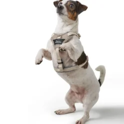 Hunter Divo Up hundesele S beige just mave 45-56 cm - Rolig påtagning og stabil komfort