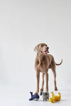 Hunter Eiby Hval M - bamse til mellemstore hunde