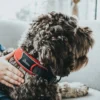 Hunter Halsbånd Divo L Rød/Grå - justerbart hundehalsbånd (45-55 cm, B 4,5 cm)