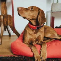 Hunter Halsbånd Divo L Rød/Grå - justerbart hundehalsbånd (45-55 cm, B 4,5 cm)