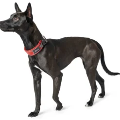 Hunter Halsbånd Divo M Rød/Grå - justerbart hundehalsbånd (35-45 cm, B 4,5 cm)