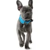 Hunter Halsbånd Divo S Lyseblå/Grå - justerbart hundehalsbånd (25-35 cm, B 4 cm)