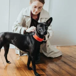 Hunter Halsbånd Divo S Rød/Grå - justerbart hundehalsbånd (25-35 cm, B 4 cm)