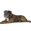 Hunter hunde halsbånd Hilo Turkis L-XL - justerbart hundehalsbånd (40-60 cm, B 3,2 cm)