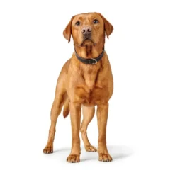 Hunter Hundehalsbånd læder Canada Elg Str.35 Sort/Cognac - 24-30 cm
