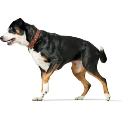 Hunter Hundehalsbånd læder Canada Elg Str.50 Cognac/Sort - 37-43 cm