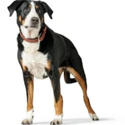 Hunter Hundehalsbånd læder Canada Elg Str.60 Cognac/Sort - 46-52 cm