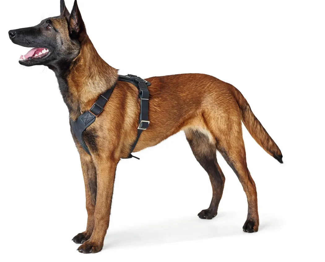 Hunter Hundesele Aalborg Sort S-M/1 - 44-56 cm bryst/hals