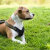 Hunter hundesele Neopren Oliven S længde 45-57 cm 1,5 cm - blød og stabil komfort