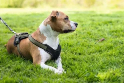 Hunter hundesele Neopren Oliven S længde 45-57 cm 1,5 cm - blød og stabil komfort