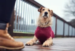 Hunter Malmø pullover strik bordeaux str. 50