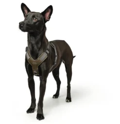 Hunter Mixed Aalborg læder hundesele XS-S grøn/grå hals 40-50 cm - komfort og kvalitet