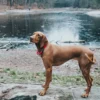 Hunter Oss Halsbånd 65 Rød - blødt hundehalsbånd i neopren