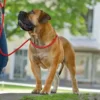 Hunter Retriever hundesnor Freestyle sort 8 mm 120 cm