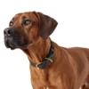 Hunter Sansibar Solid 40 Hundehalsbånd i læder - 30-36 cm