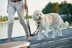 Hunter Sansibar Solid 45 Hundehalsbånd i læder - 34-40 cm