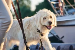 Hunter Sansibar Solid 60 Hundehalsbånd i læder - 48-54 cm