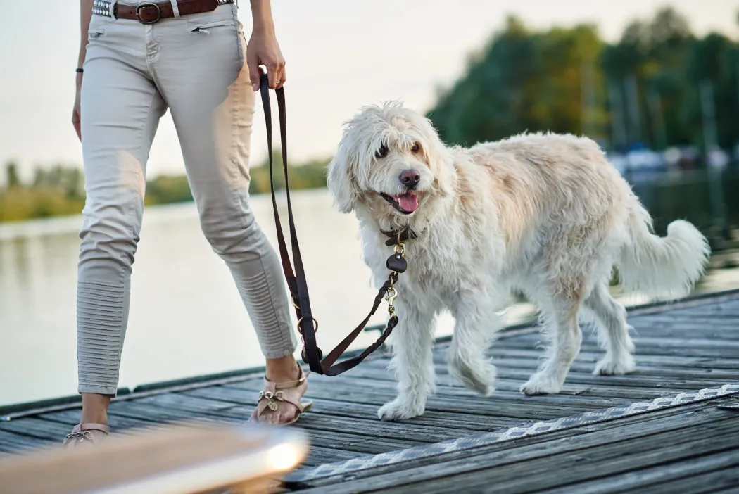 Hunter Sansibar Solid 65 Hundehalsbånd i læder - 52-59 cm