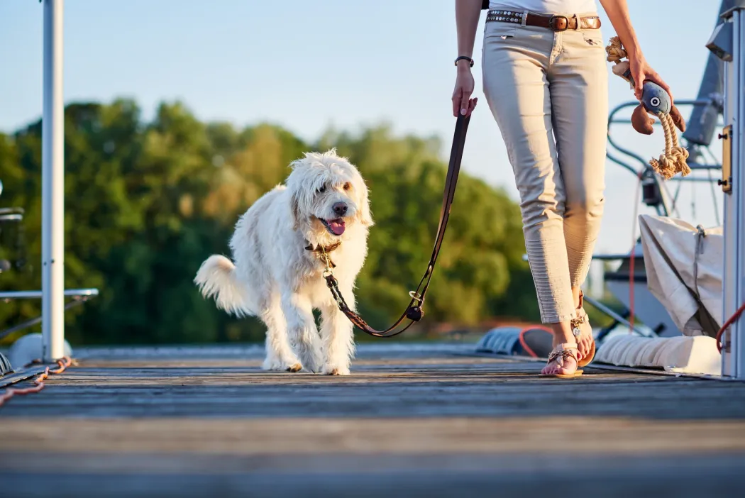 Hunter Sansibar Solid 65 Hundehalsbånd i læder - 52-59 cm