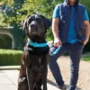 Hunter Softie hundehalsbånd 30 cm brun - 18-24 cm indstilling