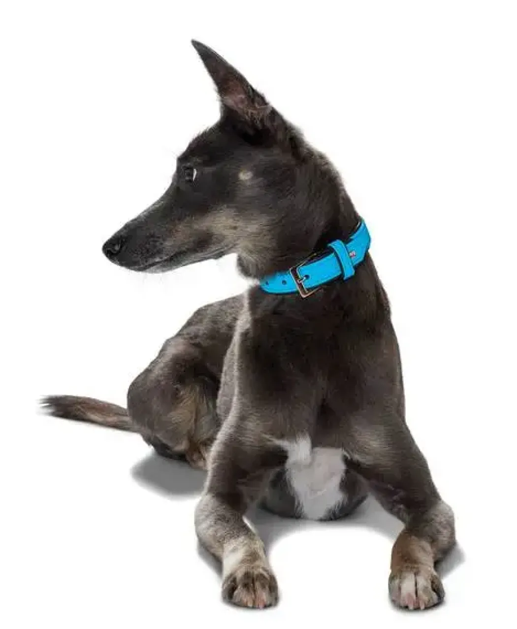 Hunter Softie hundehalsbånd 55 cm sort - 42-50 cm indstilling