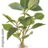 Hygrophila corymbosa.