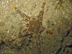 Ikon Søstjerne (Iconaster longimanus)
