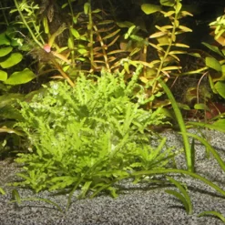 Jbl Sansibar Grå 5 kg Akvariegrus