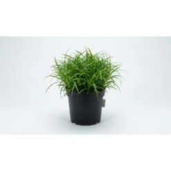 Kattegræs i potte - Cyperus Zumula