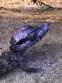 Kilehovedet Dværg kaiman (Paleosuchus Trigonatus)