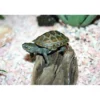 Kinesisk trekølsskildpadde (Mauremys reevesii)